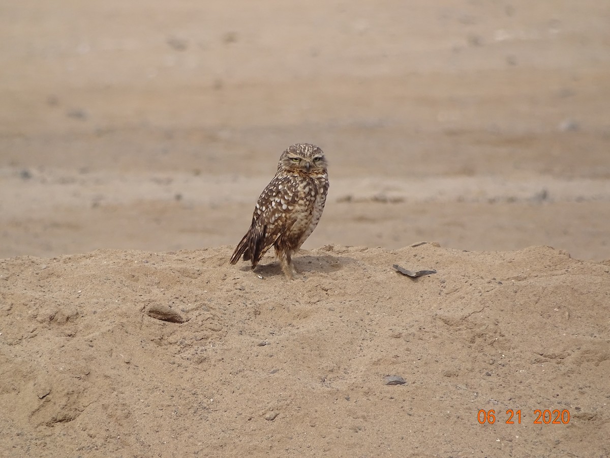 Burrowing Owl - ML244852281