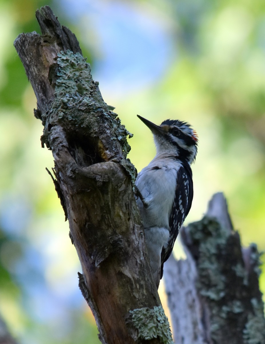 Hairy Woodpecker - Tom Buehl Jr.