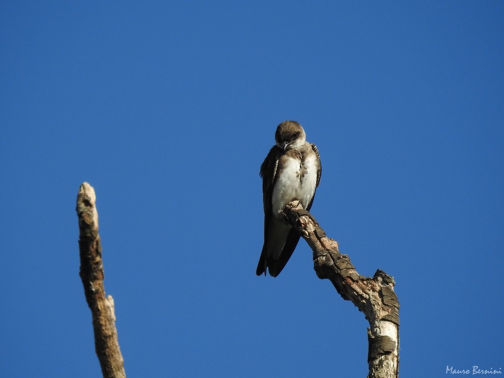 Brown-chested Martin - ML244854091