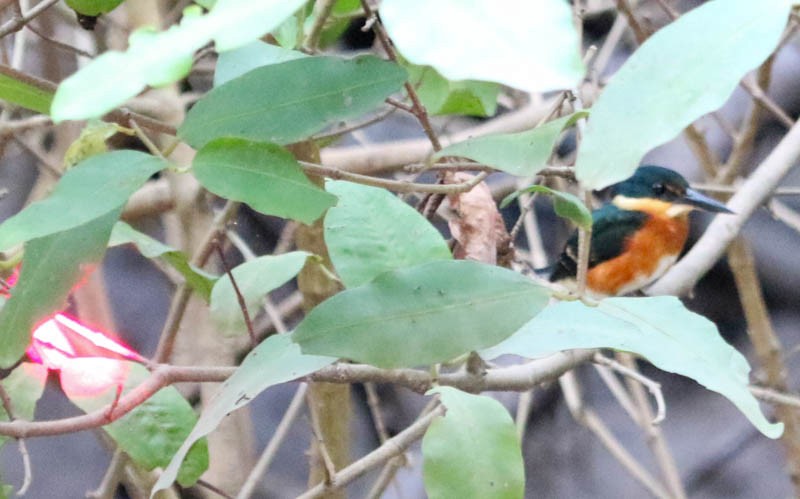 American Pygmy Kingfisher - ML24485641