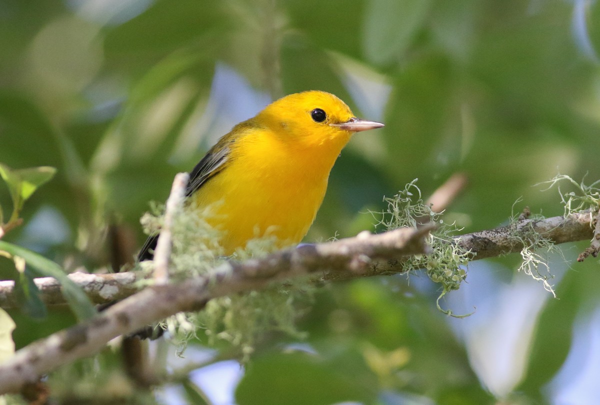 Prothonotary Warbler - Tommy Quarles