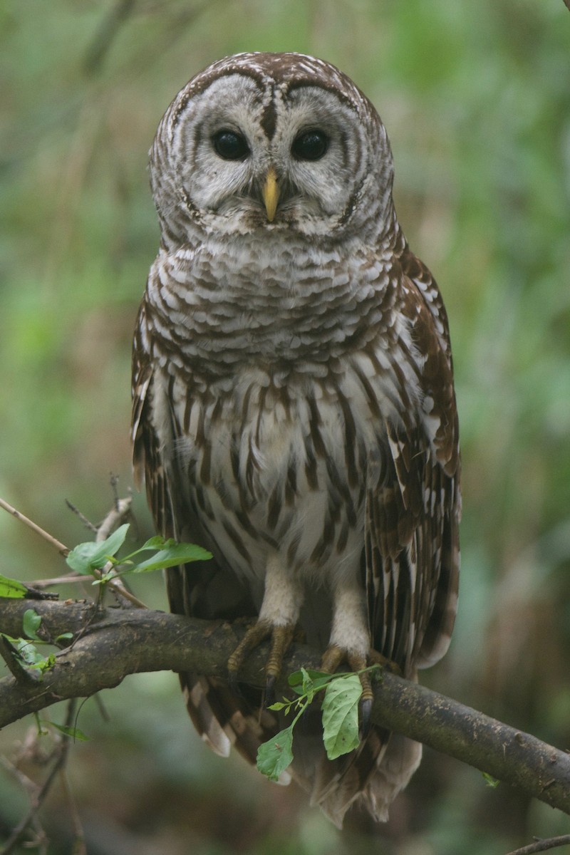 Barred Owl - ML244859591