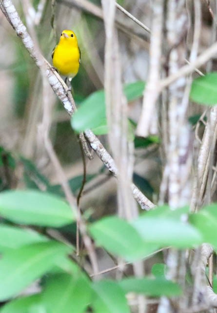Prothonotary Warbler - ML24486201