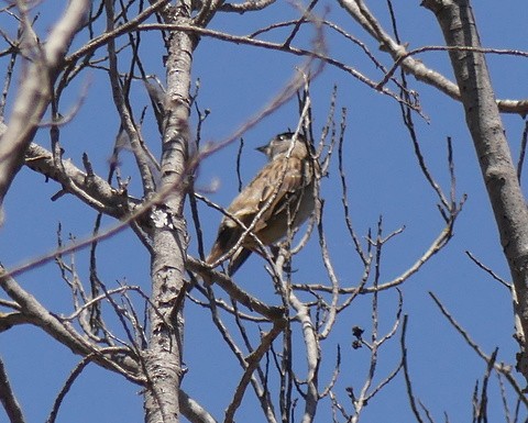 Golden-crowned Sparrow - ML244862771