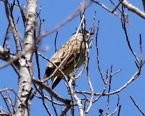 Golden-crowned Sparrow - ML244862791
