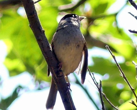 Golden-crowned Sparrow - ML244862801