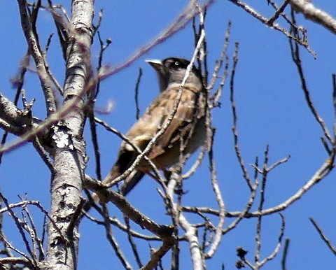 Golden-crowned Sparrow - ML244862811