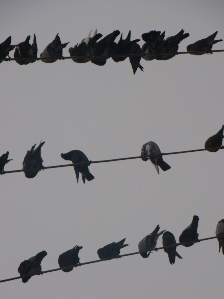 Rock Pigeon (Feral Pigeon) - Edwin Mora
