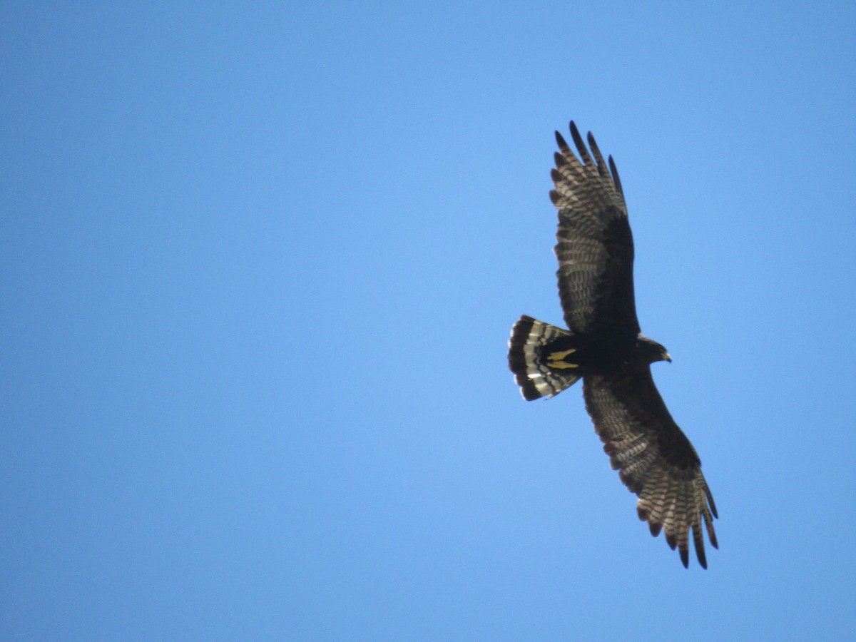 Zone-tailed Hawk - Caleb Helsel