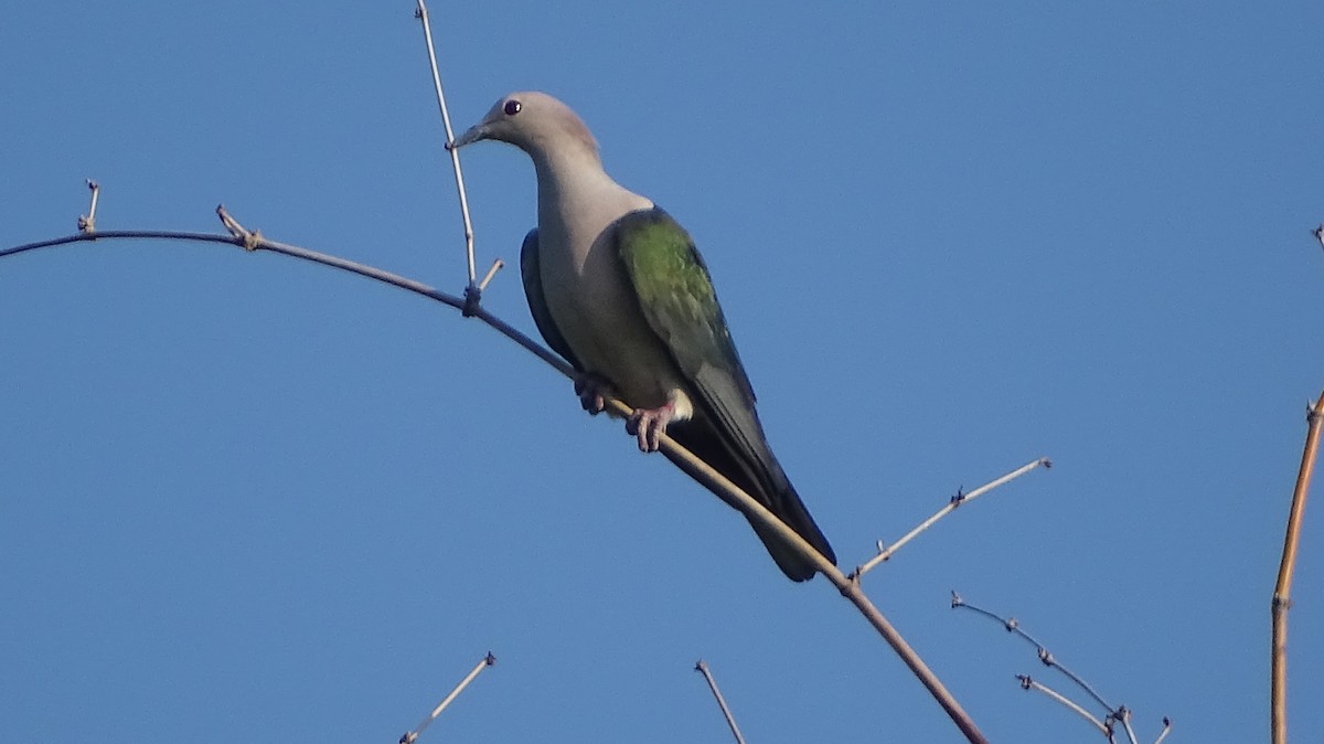 Green Imperial-Pigeon - ML244870401