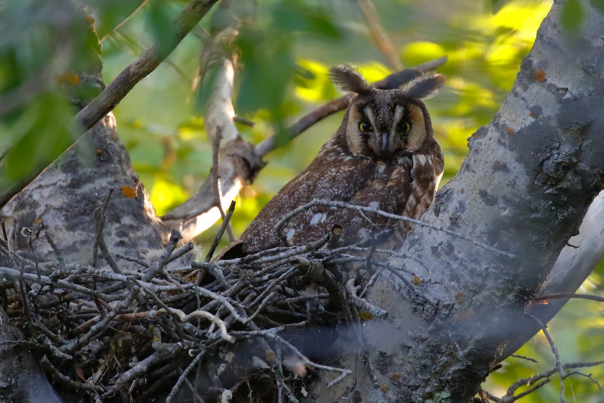 Long-eared Owl - ML244873871