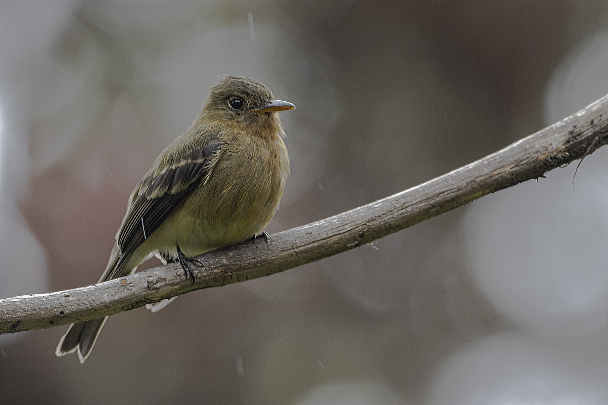Ochraceous Pewee - ML244874041
