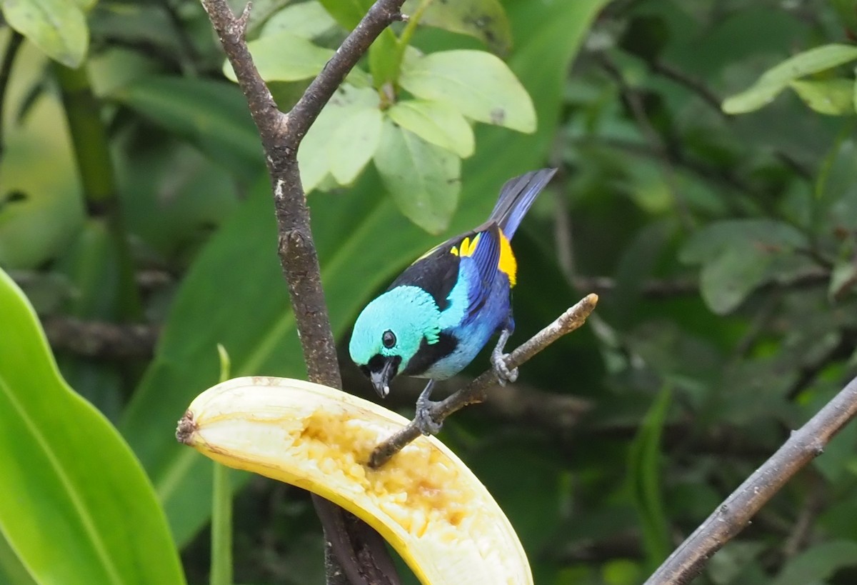 Seven-colored Tanager - ML244880361