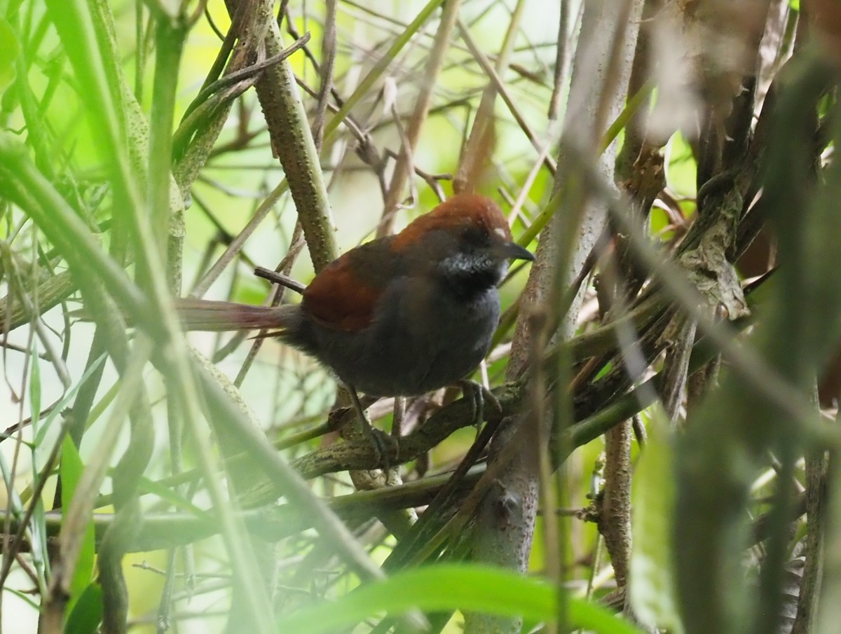 Pinto's Spinetail - ML244880391