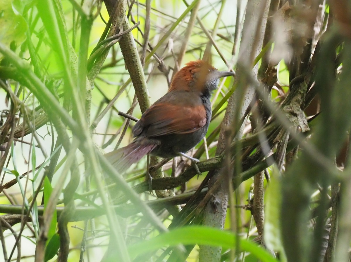 Pinto's Spinetail - ML244880451