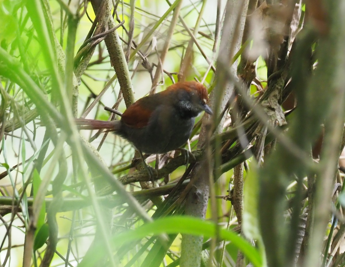 Pinto's Spinetail - ML244880551