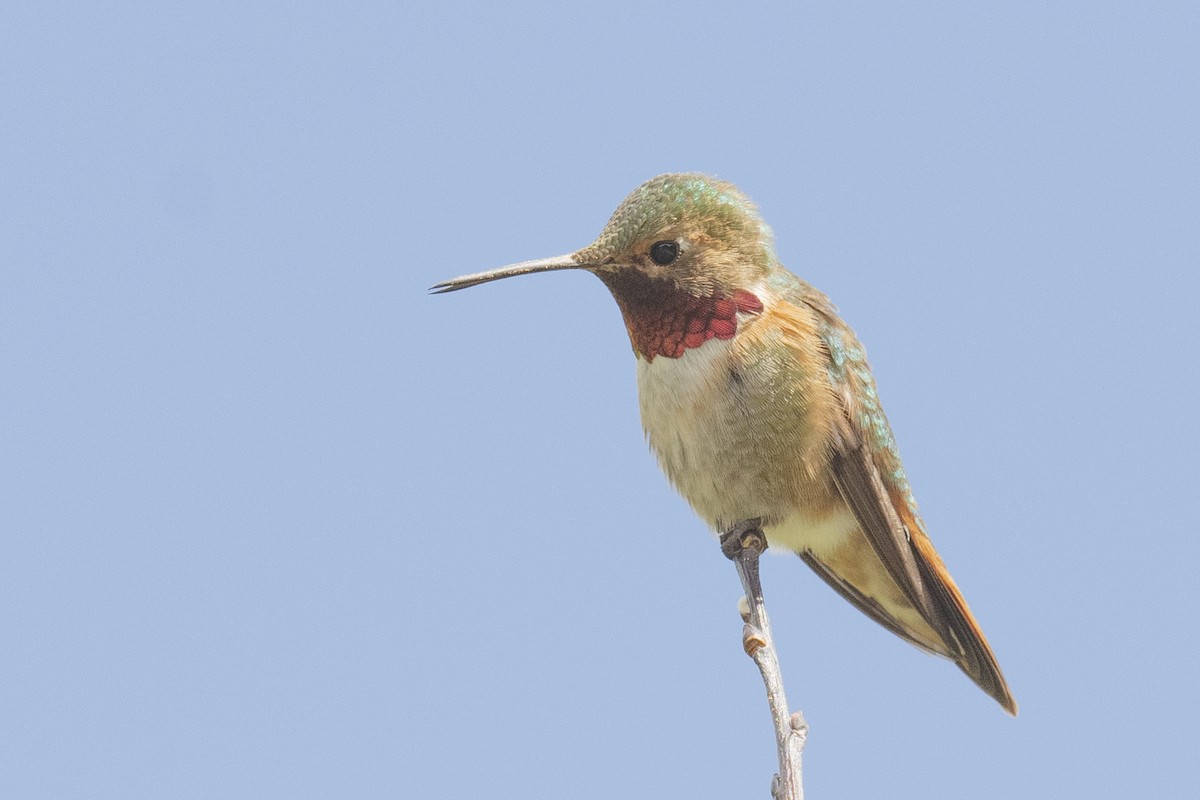 Colibrí Rufo x Coliancho (híbrido) - eBird