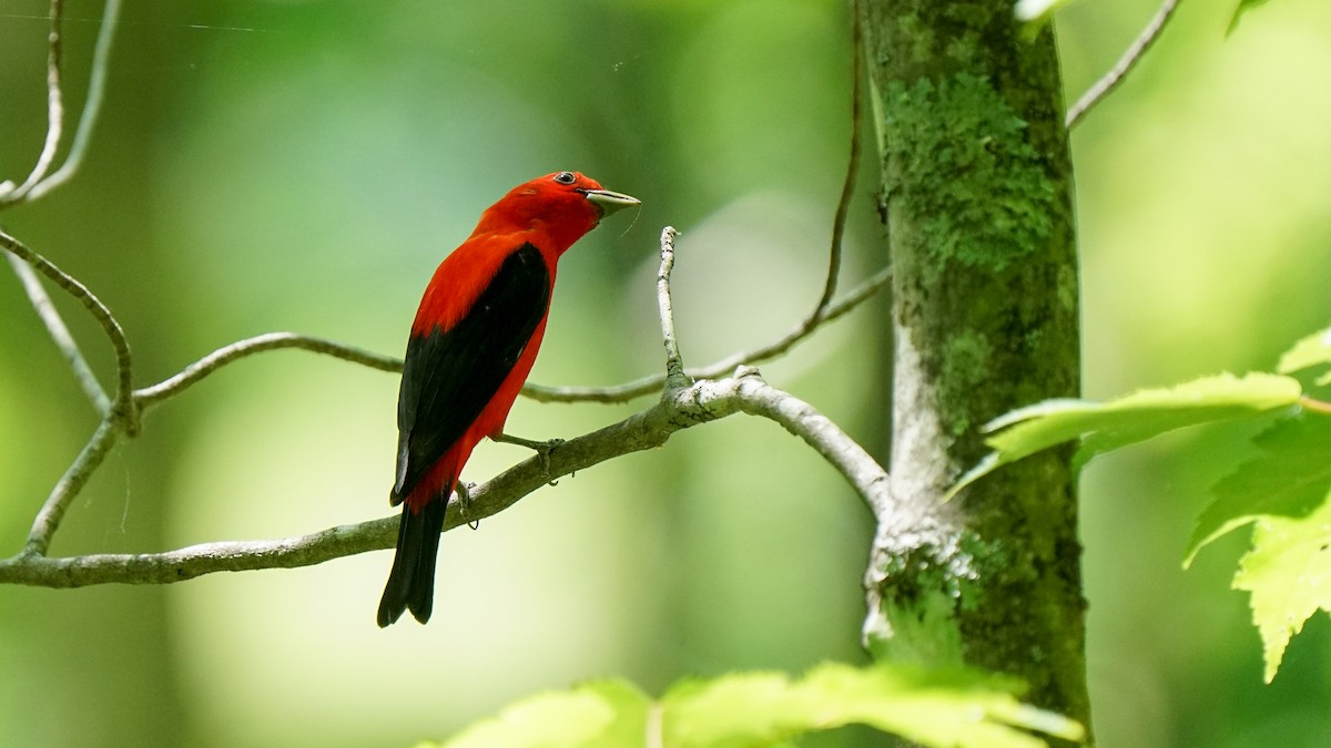 Scarlet Tanager - ML244888831