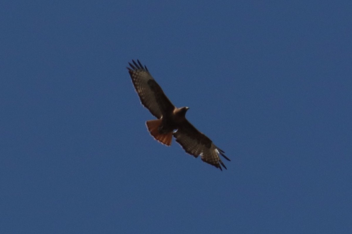 Red-tailed Hawk (calurus/alascensis) - ML244891041