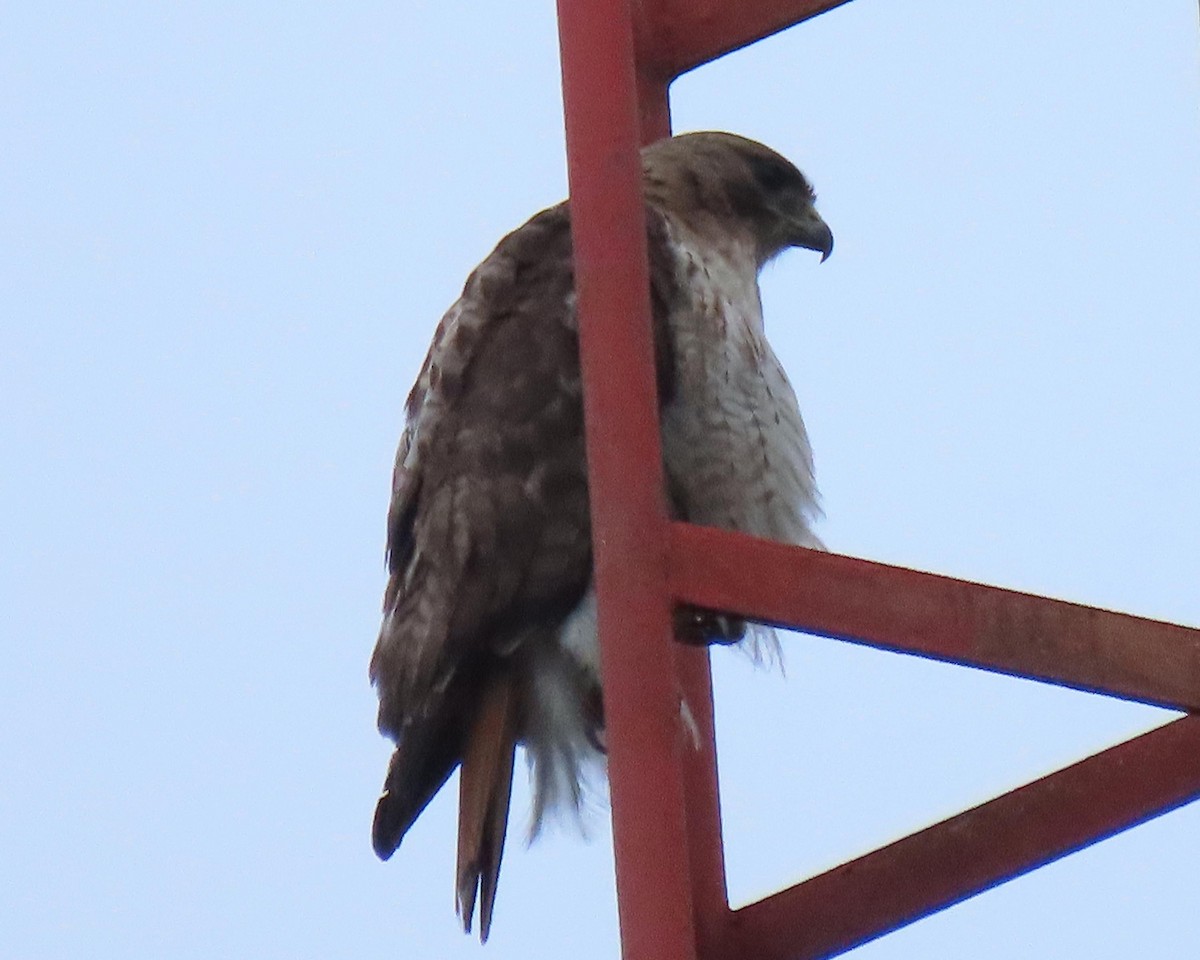 Red-tailed Hawk - ML244891531