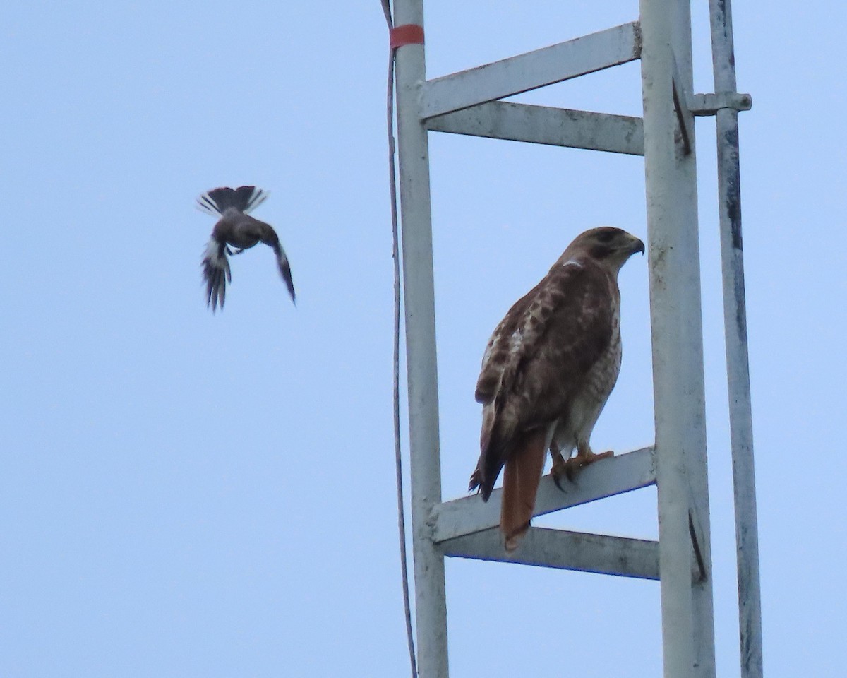Red-tailed Hawk - ML244891541