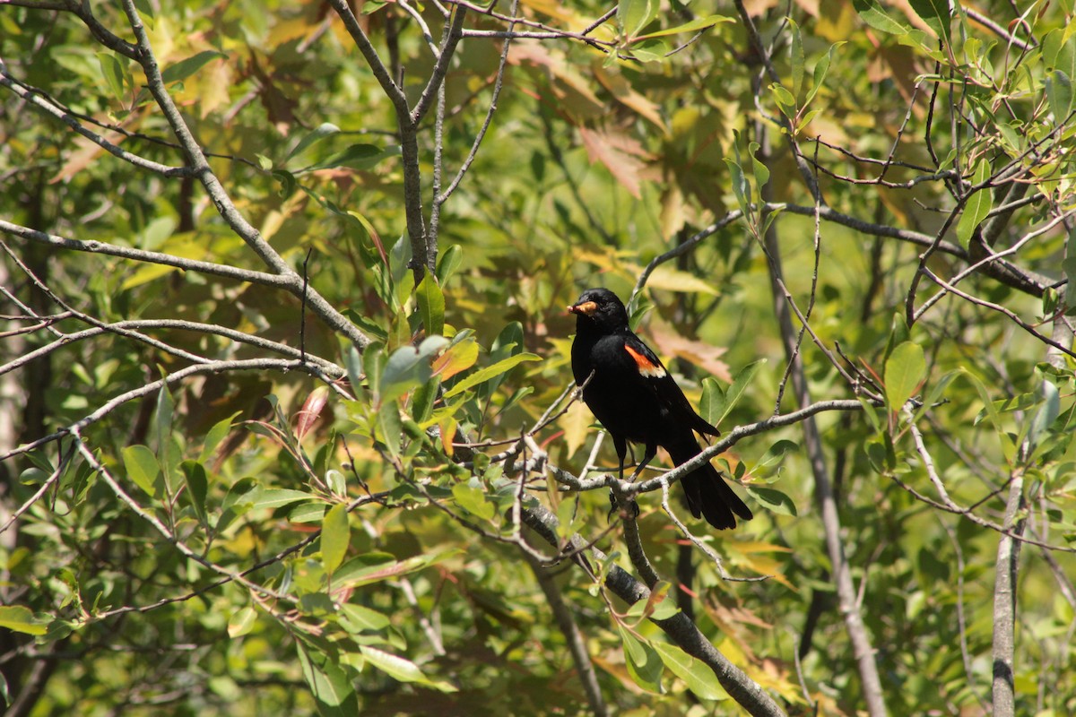 Red-winged Blackbird - ML244893301