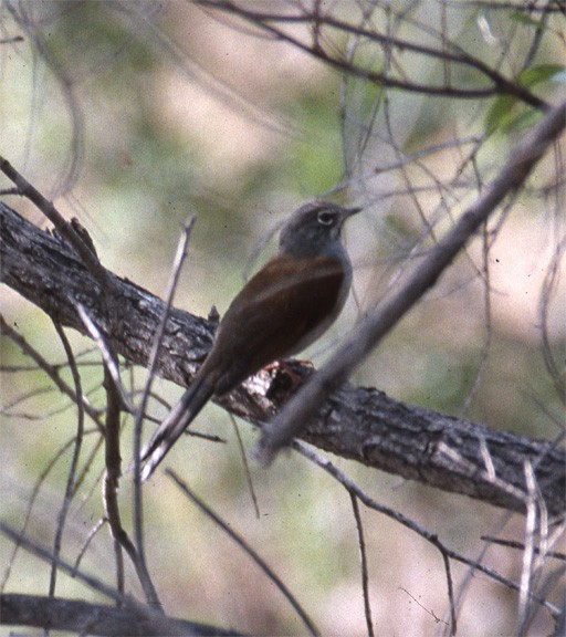 Brown-backed Solitaire - ML244895721