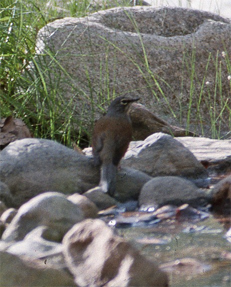 Brown-backed Solitaire - ML244895741