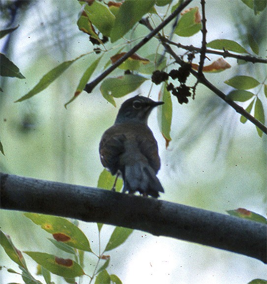 Brown-backed Solitaire - ML244895751