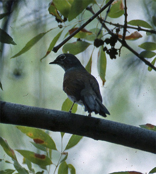 Brown-backed Solitaire - ML244895761