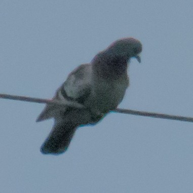 Rock Pigeon (Feral Pigeon) - ML244902341