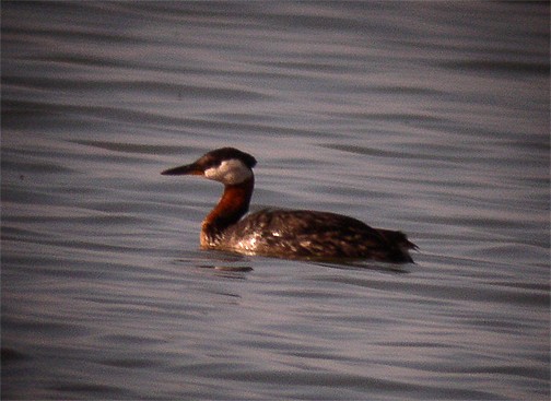 Red-necked Grebe - ML244906551