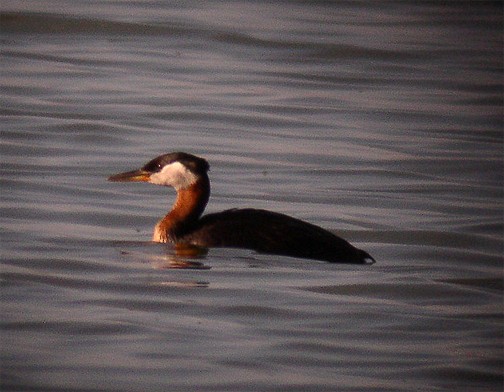 Red-necked Grebe - ML244906561