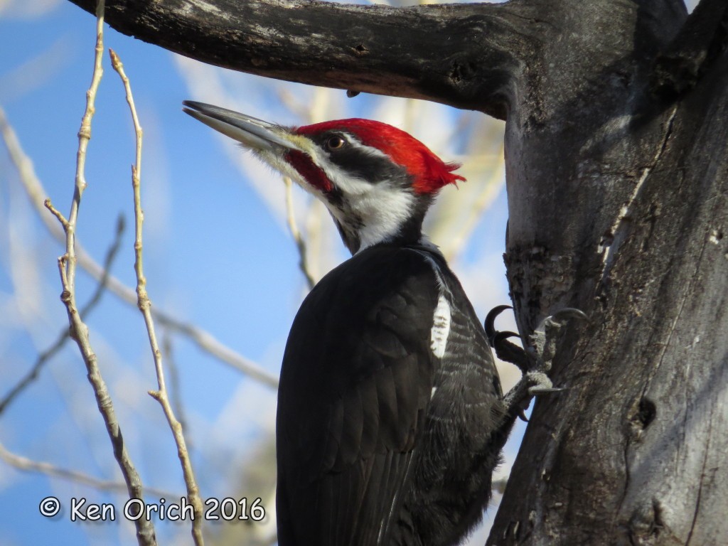 Pileated Woodpecker - Ken Orich