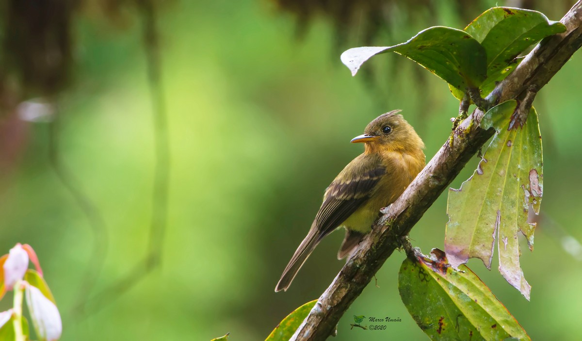 Ochraceous Pewee - ML244909901