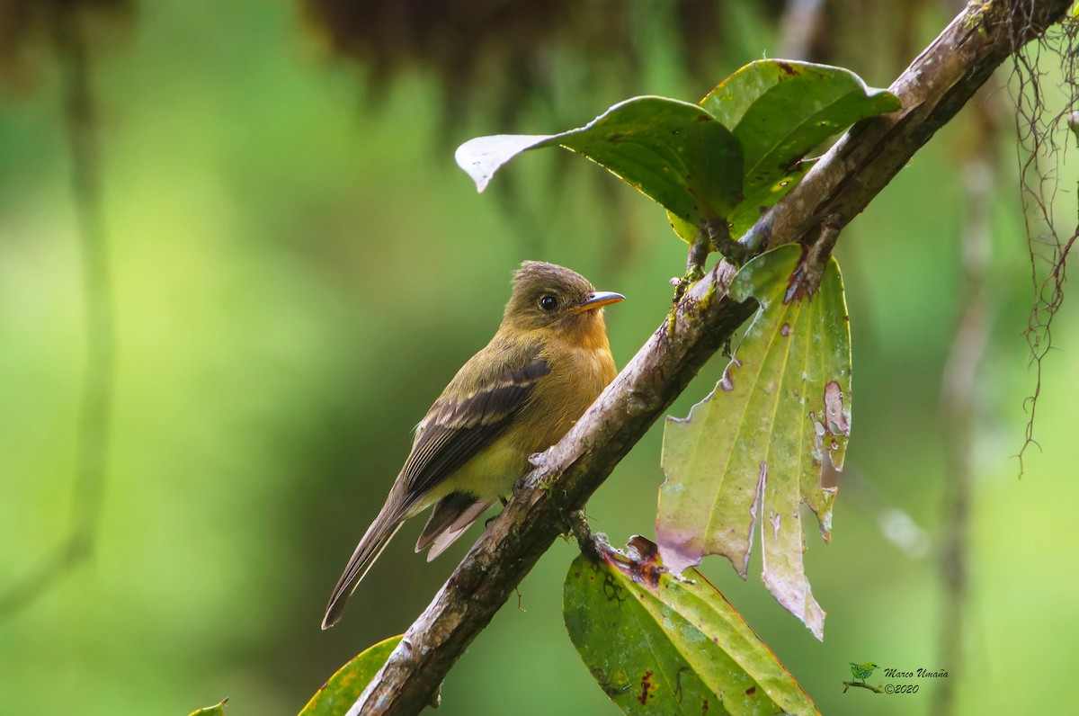 Ochraceous Pewee - ML244909941