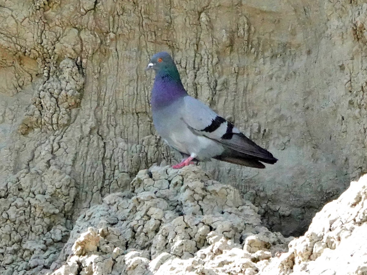 Rock Pigeon (Feral Pigeon) - Liz Soria
