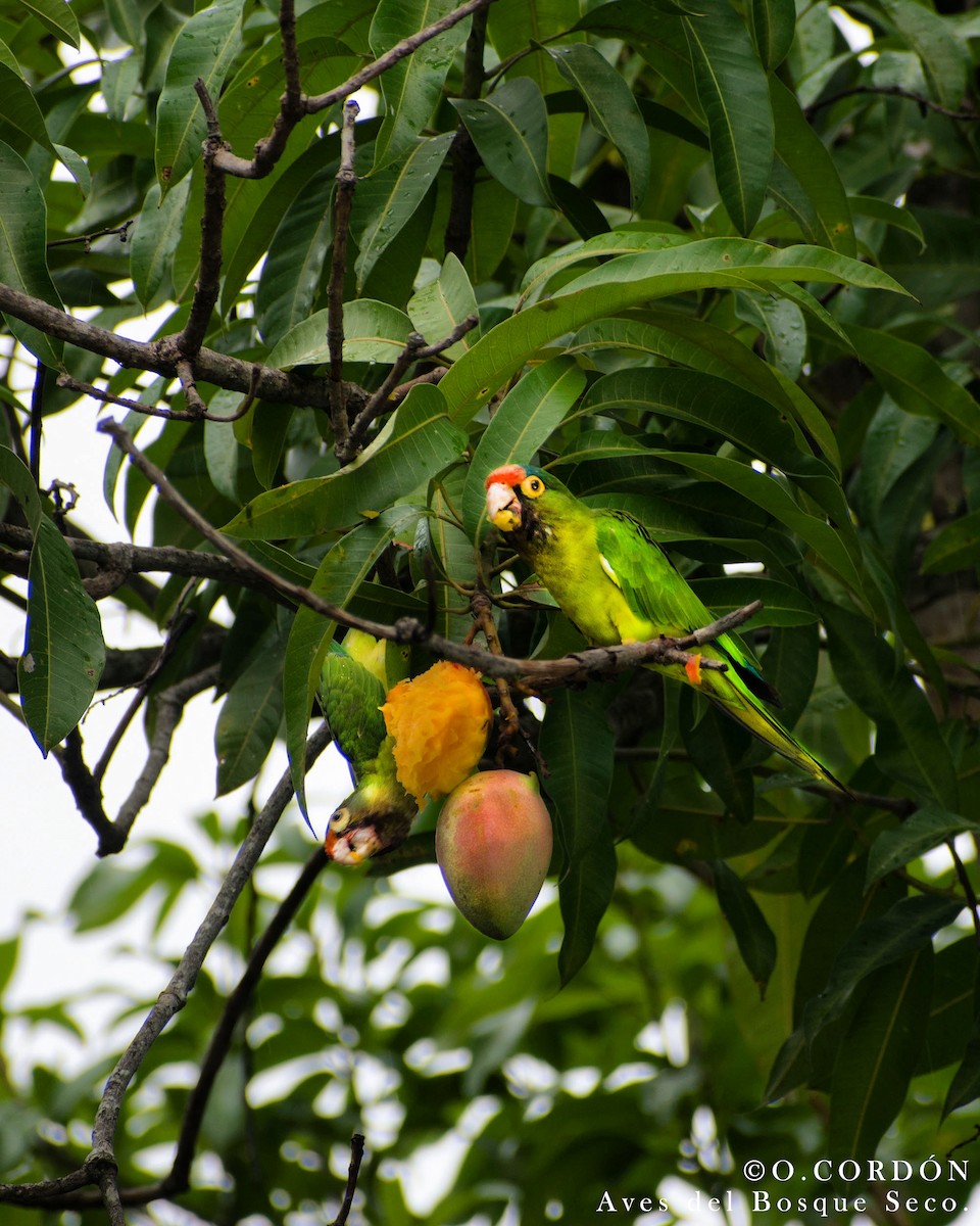 Orange-fronted Parakeet - Oscar  Cordón