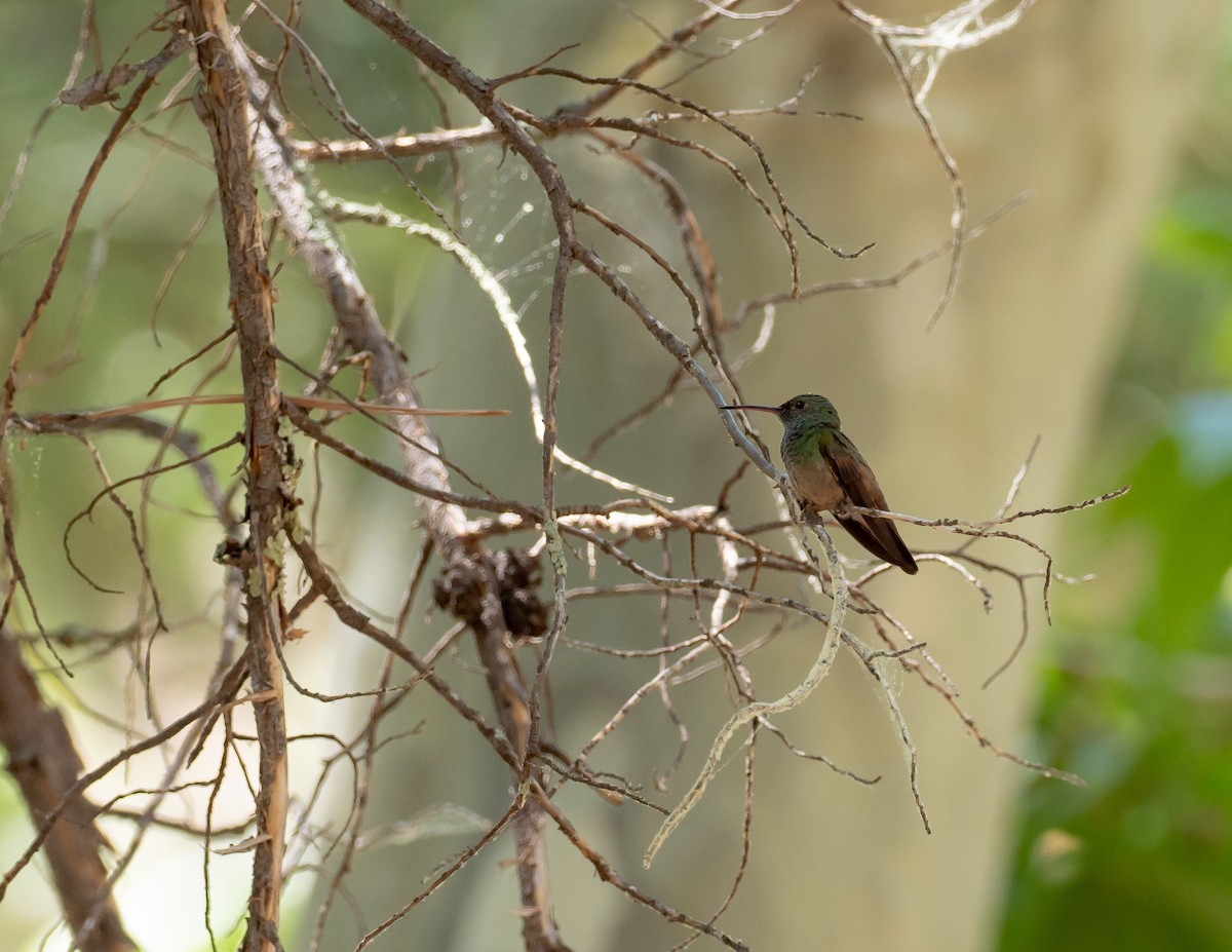 Berylline Hummingbird - Debra Craig