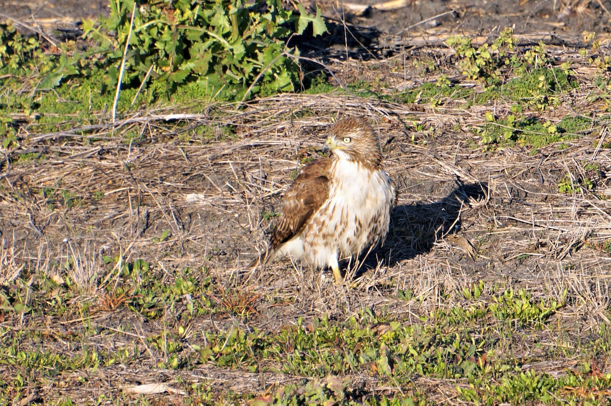 Red-tailed Hawk - Sandi Templeton