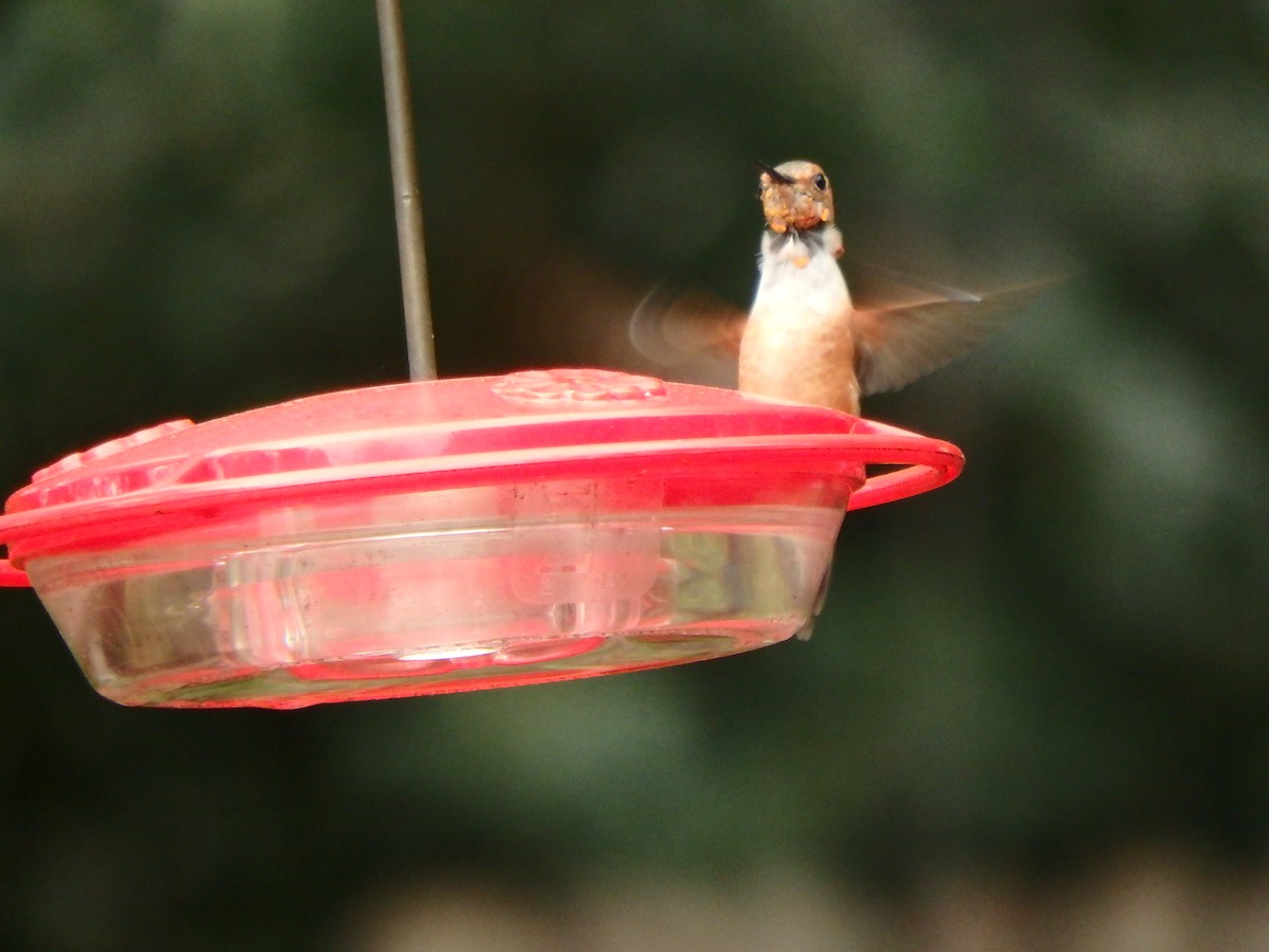 Rufous Hummingbird - ML24492491