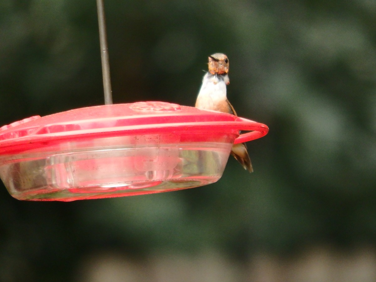 Rufous Hummingbird - ML24492501