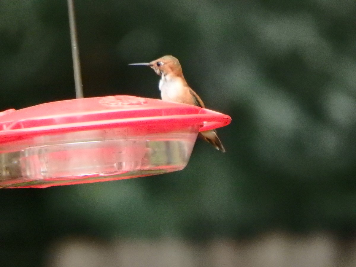 Rufous Hummingbird - Marvin Cornell