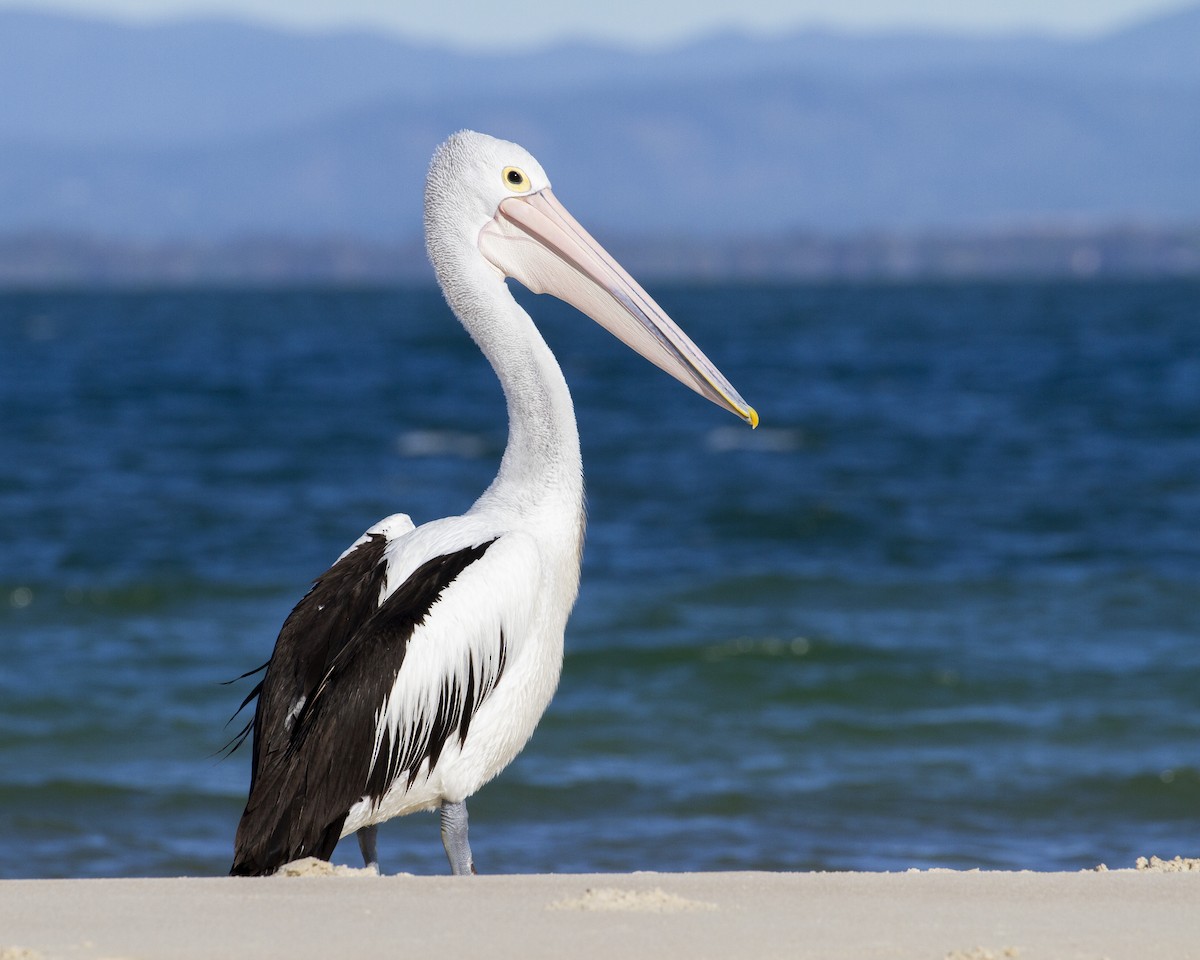 pelikán australský - ML244926301