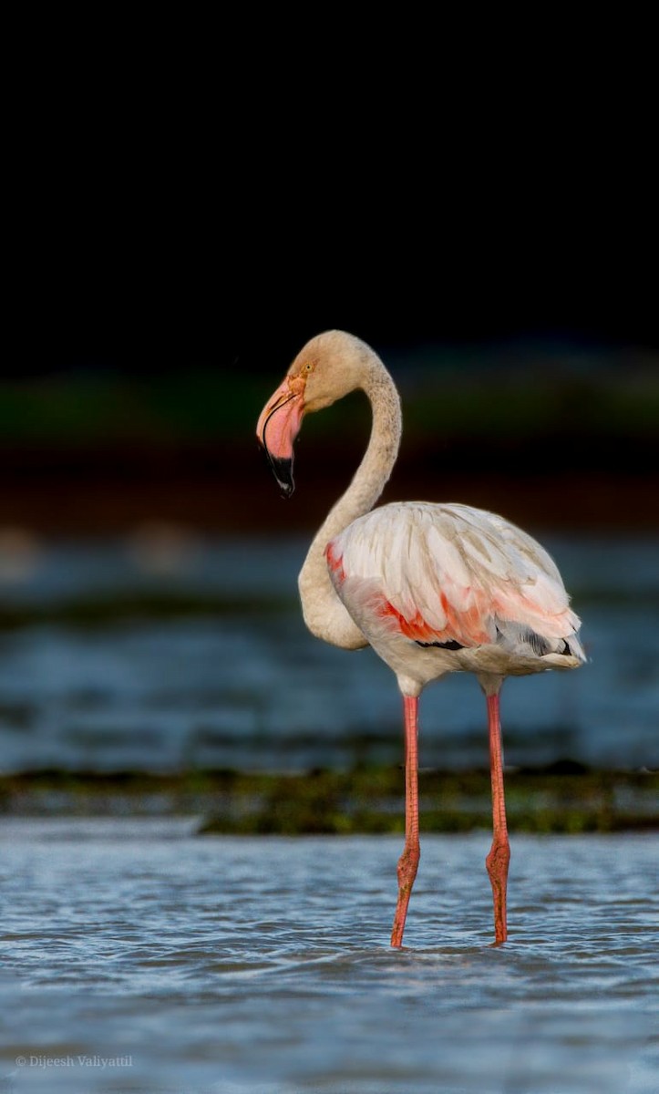 Greater Flamingo - Dijeesh V