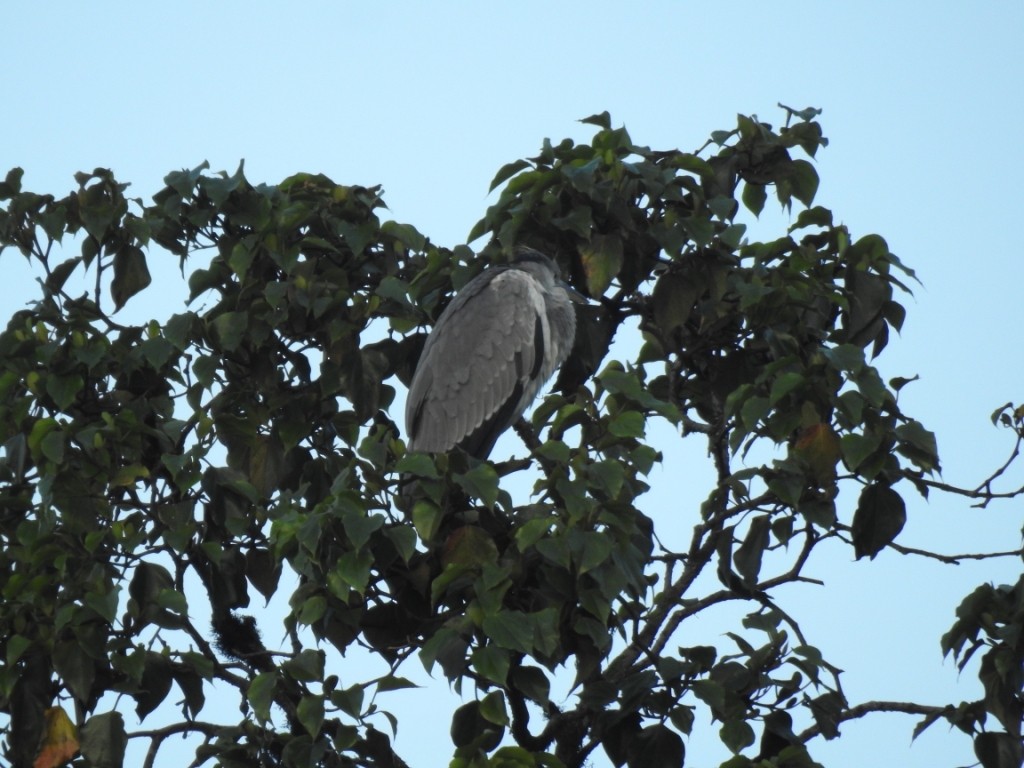 Gray Heron - Sachin  Main