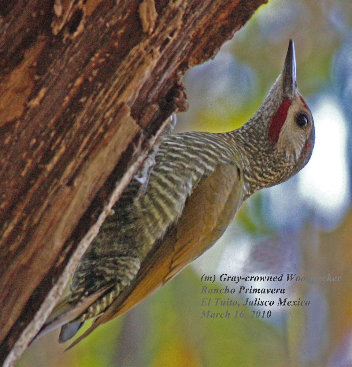 Gray-crowned Woodpecker - Larry Sirvio