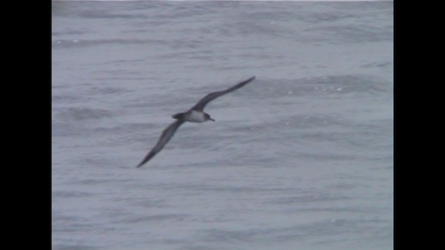 Pink-footed Shearwater - ML244937531