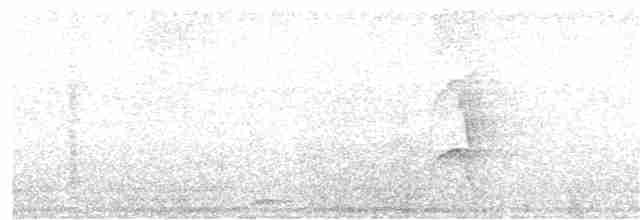 Rotschwanz-Glanzvogel - ML244938261