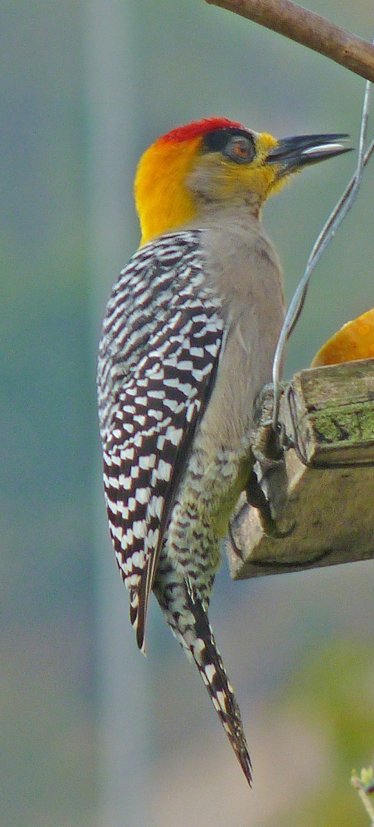 Golden-cheeked Woodpecker - Larry Sirvio